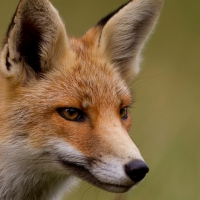 Fox profile