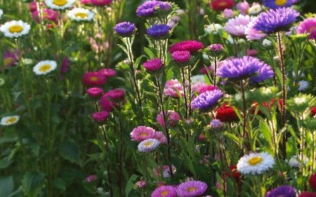 Asters and Daisies - daisies, flowers, spring flowers, nature, asters, spring