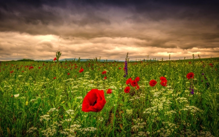 Clouds over Poppies in Meadow