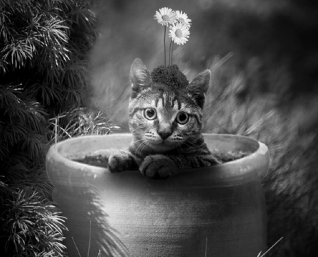 einfach mal so ... fuer Gingerbread_heart  - gift, cat, photography, bw, flowers, pot, cute