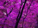 Purple Trees