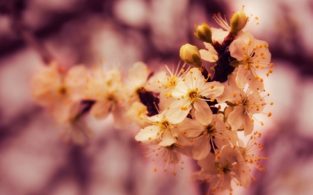 Beautiful Flowers - flowers, petals, nature, bloom