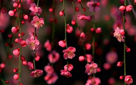 Beautiful Flowers - nature, red, bloom, petals, flowers