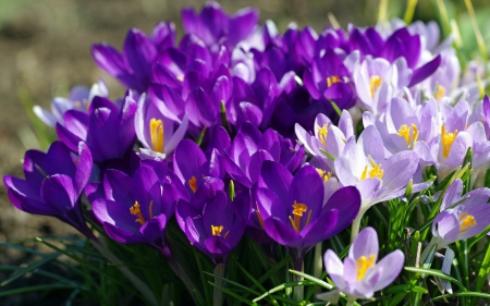 Crocus - flower, purple, pink, spring, crocus, green