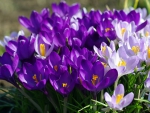 Crocus