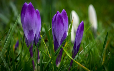 Crocus - white, flower, purple, spring, crocus, green