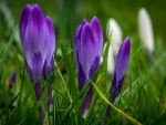 Crocus