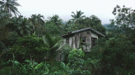 Jungle House - architecture, cool, fun, house, jungle