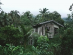 Jungle House