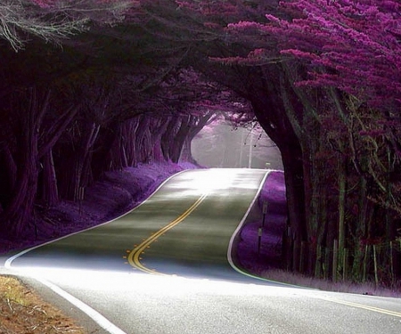 Beautiful - nature, road, flower, beautiful