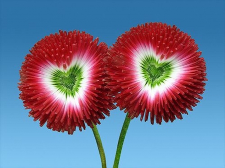 Amazing Flowers - amazing, flowers, heart, red