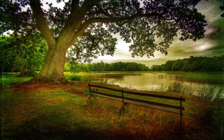 A quiet place - trees, nature, river, green