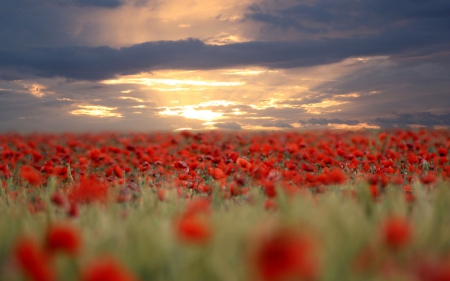 Red wild flowwers - flowers, red, wild, clouds