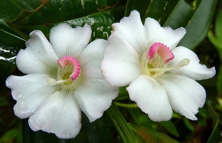 White Flowers - flowers, garden, white, amazing