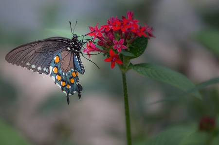 Butterfly - flowers, beautiful, butterfly, nature