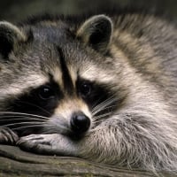 cute raccoon