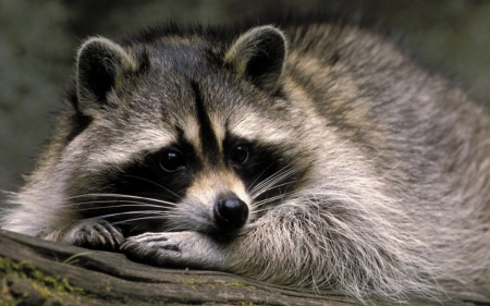 cute raccoon - cute, raccoon, bandit, branch