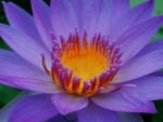 purple lotus