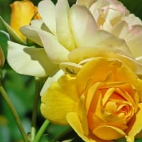 Yellow roses