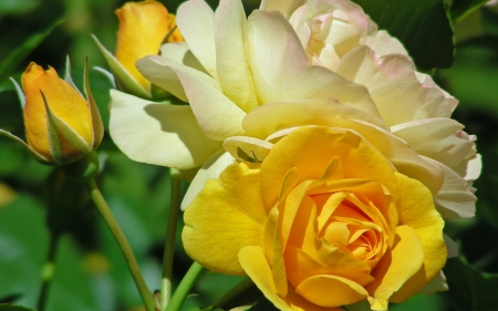 Yellow roses - flowers, beautiful, yellow, roses