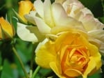 Yellow roses