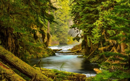 Mossy forest - nature, forest, river, summer, moss, tree