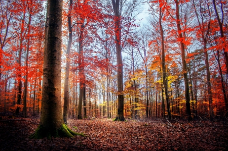 Forest Colors - forest, moss, beautiful, leaves, woods, trees, colors, autumn