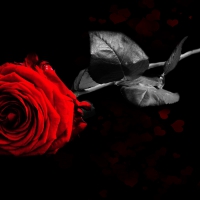 rose for my friend Kristina
