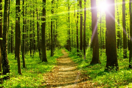 Forest sunlight - sunlight, trees, summer, sunshine, morning, forest, path, glow, nature, rays, green, sun, woods