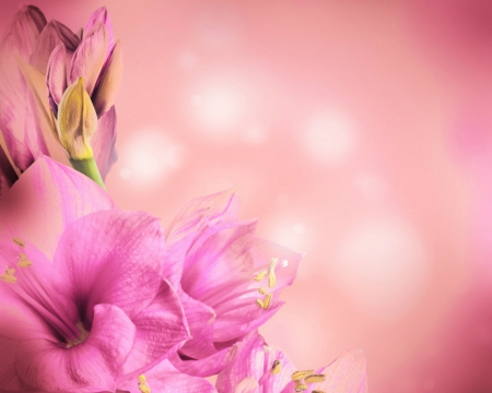 Simply Pink - flowers, pink, bloom, art