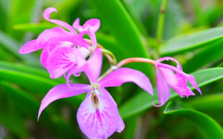 Orchids - orchid, flower, pink, green