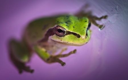 Frog - forg, animal, purple, green, pink