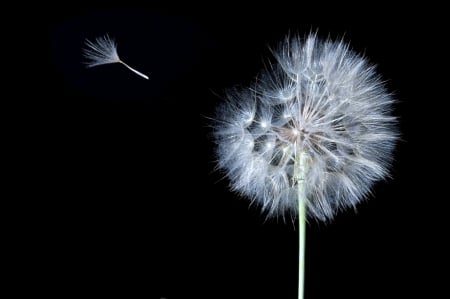 Dandelion - background, dandelion, single, flowers, black