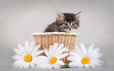 Kitten - flower, animal, cute, spring, sweet, cat, yellow, white, kitten, basket, daisy