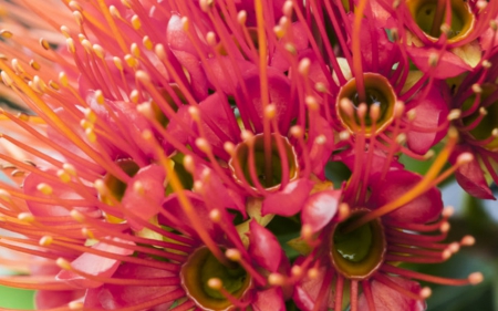 Beautiful Flowers - flowers, red, nature, bloom