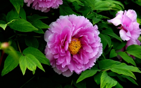 Beautiful Flowers - flowers, pink, nature, bloom