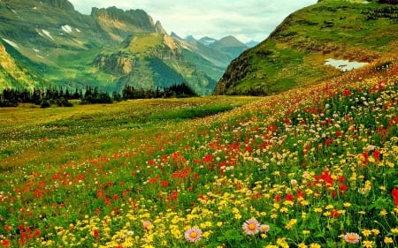 ALPINE FLOWER FIELDS