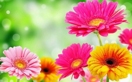 Colors of Spring - blossoms, yellow, garden, pink, gerbera