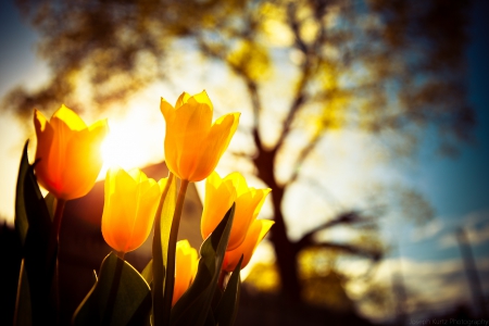 Tulips - flowers, tulips, light, nature