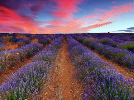 Purple Field & Pink Sky - field, sky, purple, nature