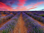 Purple Field & Pink Sky