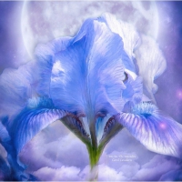 IRIS~GODDESS IN THE MOONLIGHT