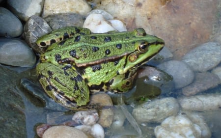 frog - stone, water, spots, frog