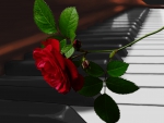 ~*~ Piano Red Rose ~*~