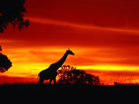 giraffe journey at dusk - sunset, dusk, giraffe, journey