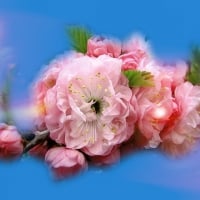 ~*~ Pink Romantic Flowers ~*~