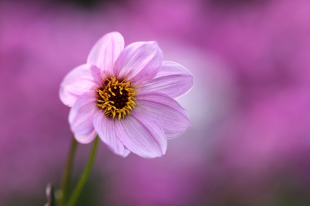 Pretty in Pink - flowers, nature, flower, petals, pink flower