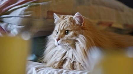 Cat with a fluffy beard 🤎 - wool, brown, pillow, eyes, cat