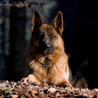 german shepherd