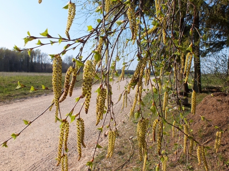 Spring. - spring, nature, fields, other